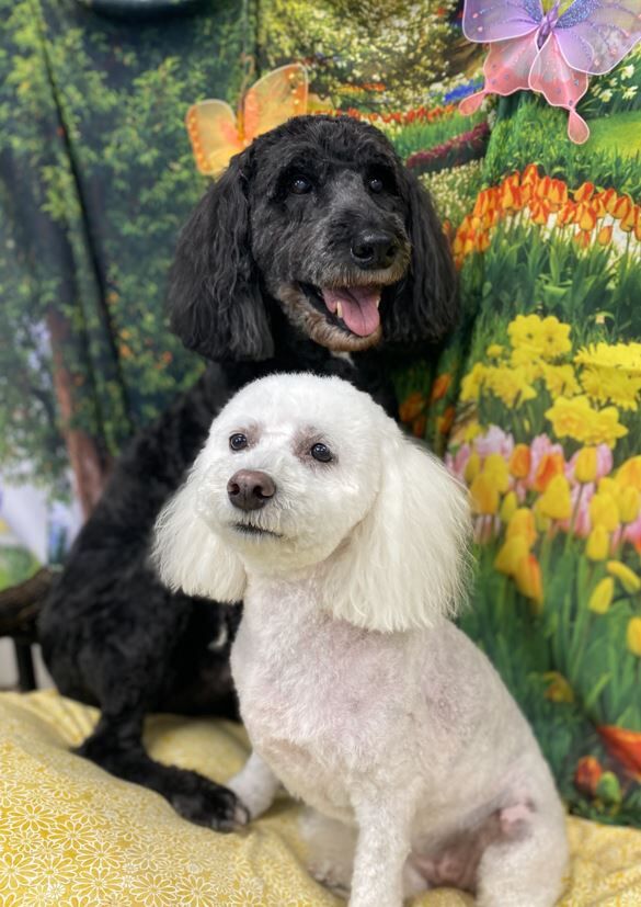 Dogs groomed by Judy Richardson..JPG